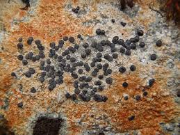 Attēlu rezultāti vaicājumam “Porpidia macrocarpa”