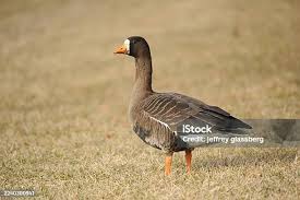 Attēlu rezultāti vaicājumam “Anser albifrons”