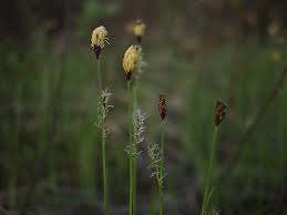 Attēlu rezultāti vaicājumam “Carex ericetorum”