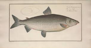 Image result for Coregonus oxyrinchus