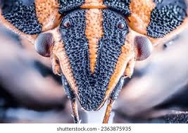 Attēlu rezultāti vaicājumam “Graphosoma lineatum imago”