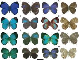 Attēlu rezultāti vaicājumam “Theclinae”