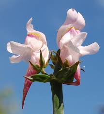 Attēlu rezultāti vaicājumam “Linaria loeselii bud”