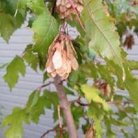 Attēlu rezultāti vaicājumam “Acer tataricum subsp. ginnala fruit”