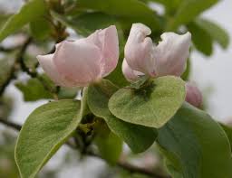 Attēlu rezultāti vaicājumam “Cydonia oblonga flower”