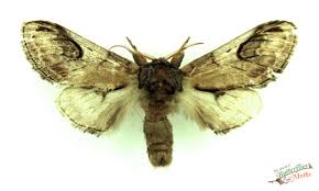 Attēlu rezultāti vaicājumam “Notodonta ziczac”