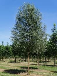 Attēlu rezultāti vaicājumam “Salix alba”