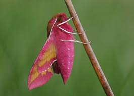 Attēlu rezultāti vaicājumam “Deilephila porcellus”