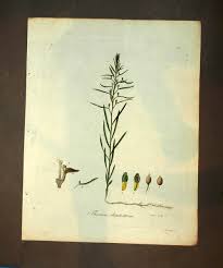 Attēlu rezultāti vaicājumam “Thesium ebracteatum”