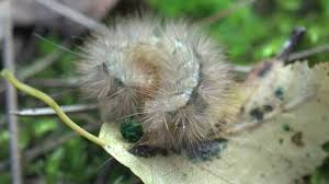 Attēlu rezultāti vaicājumam “Acronicta leporina larva”