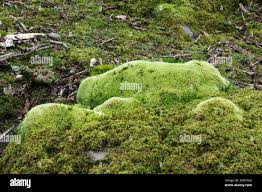 Attēlu rezultāti vaicājumam “Isothecium myosuroides”