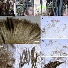 Attēlu rezultāti vaicājumam “Geoglossum sp.”