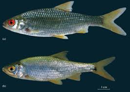 Image result for Rutilus heckelii