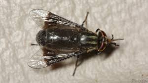 Attēlu rezultāti vaicājumam “Chrysops”