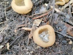 Attēlu rezultāti vaicājumam “Peziza vesiculosa”