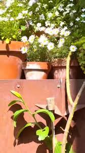 Image result for Lytchett Manor Smbc