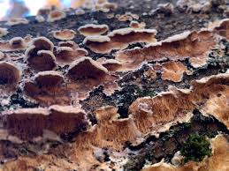 Attēlu rezultāti vaicājumam “Steccherinum ochraceum”