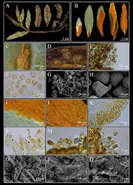 Attēlu rezultāti vaicājumam “Melampsora epitea”