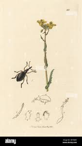 Attēlu rezultāti vaicājumam “Protapion sp.”