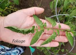 Afbeeldingsresultaat voor caspian pink tomato