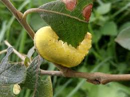 Attēlu rezultāti vaicājumam “Cimbex luteus”