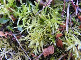 Attēlu rezultāti vaicājumam “Brachythecium rutabulum”