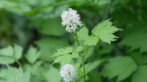 Image result for Christophskraut