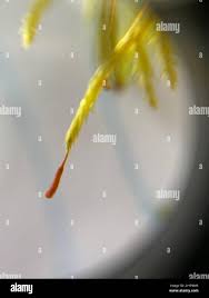 Attēlu rezultāti vaicājumam “Callicladium haldanianum”