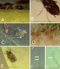 Attēlu rezultāti vaicājumam “Drepanosiphum platanoidis exuvia”
