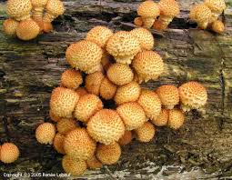 Attēlu rezultāti vaicājumam “Pholiota squarrosoides”