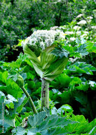 Attēlu rezultāti vaicājumam “Heracleum sosnowskyi flower”