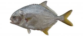 Image result for Trachinotus carolinus