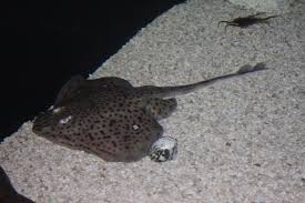 Image result for Leucoraja ocellata