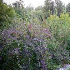 Attēlu rezultāti vaicājumam “Forsythia”