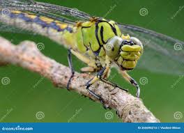 Attēlu rezultāti vaicājumam “Ophiogomphus cecilia”