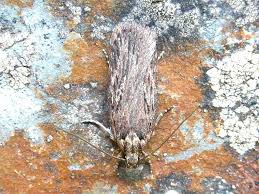 Attēlu rezultāti vaicājumam “Depressaria olerella imago”