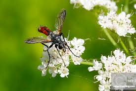 Attēlu rezultāti vaicājumam “Cylindromyia sp.”