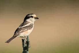 Image result for Lanius nubicus