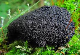 Attēlu rezultāti vaicājumam “Lindbladia tubulina macro”