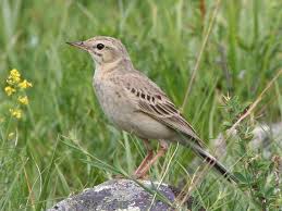 Image result for Anthus campestris