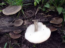 Attēlu rezultāti vaicājumam “Polyporus ciliatus”