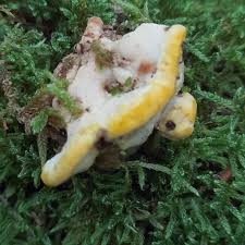 Attēlu rezultāti vaicājumam “Antrodiella”