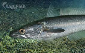 Image result for Merluccius merluccius