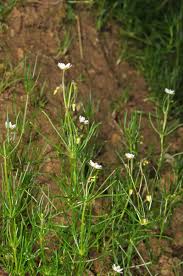 Attēlu rezultāti vaicājumam “Spergula arvensis”