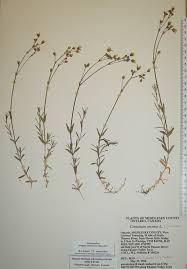 Attēlu rezultāti vaicājumam “Cerastium arvense leaf”