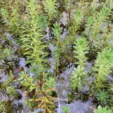 Attēlu rezultāti vaicājumam “Myriophyllum alterniflorum”