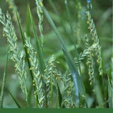 Attēlu rezultāti vaicājumam “Elytrigia repens leaf”