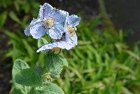 Image result for Scheinmohn blau