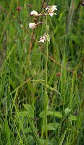 Attēlu rezultāti vaicājumam “Epipactis palustris”