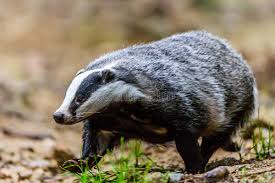 Attēlu rezultāti vaicājumam “Meles meles adult”